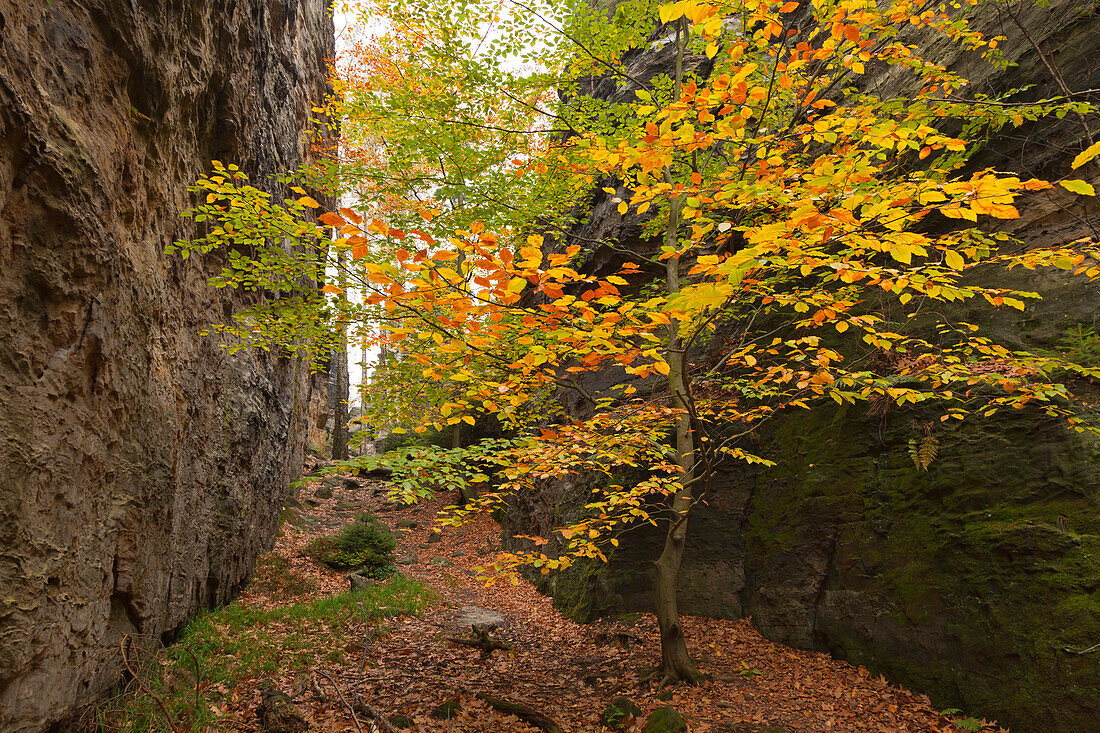 Wanderweg zwischen den Felsen im Bielatal, Nationalpark Sächsische Schweiz, Elbsandsteingebirge, Sachsen, Deutschland