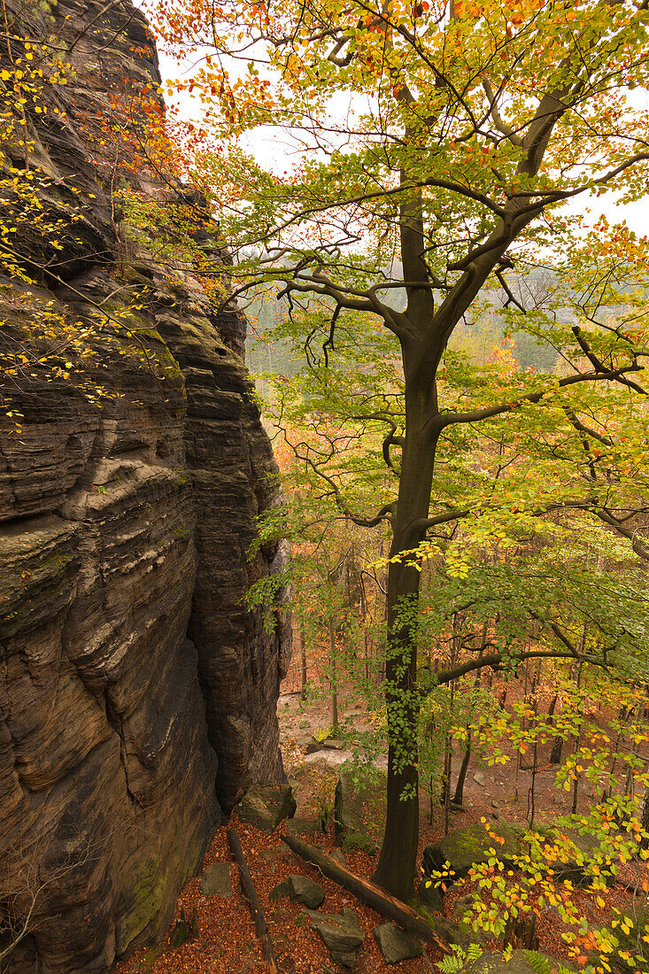 Felsen im Bielatal, Nationalpark Sächsische Schweiz, Elbsandsteingebirge, Sachsen, Deutschland