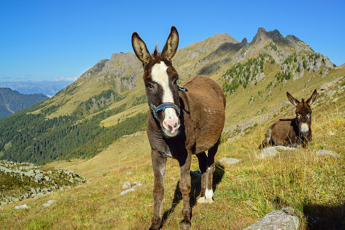 Two donkeys at Forcella di Valsorda, Trans-Lagorai, Lagorai range, Dolomites, UNESCO World Heritage Site Dolomites, Trentino, Italy