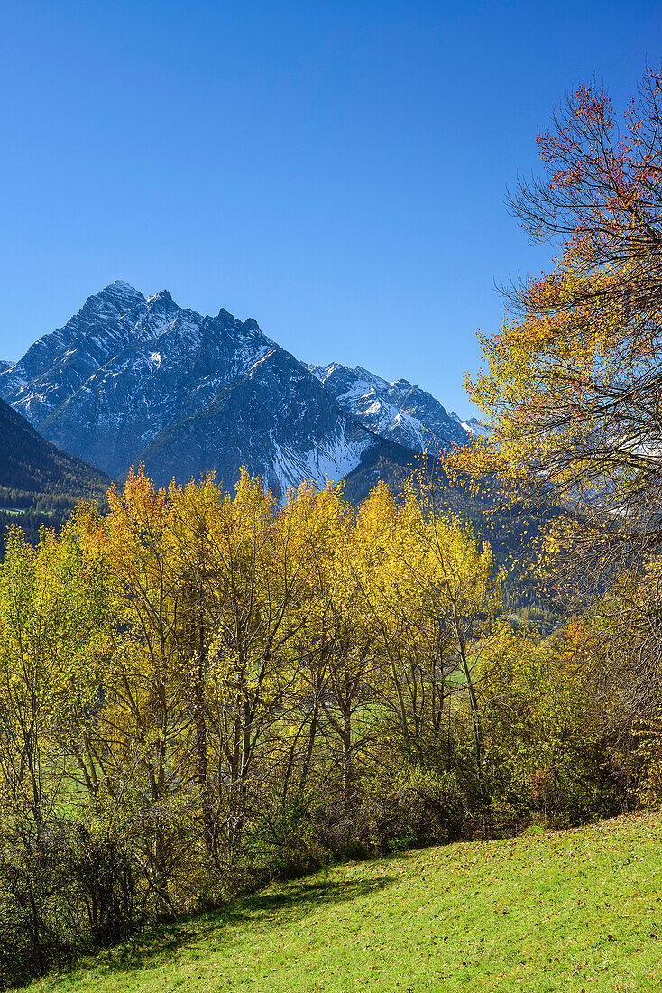 Herbstlich verfärbte Bäume unter Piz Pisoc, Unterengadin, Engadin, Graubünden, Schweiz