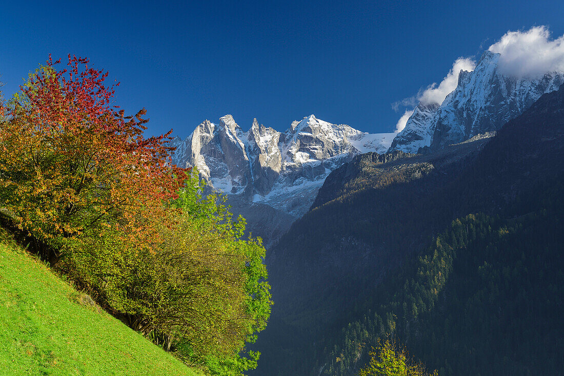 Trees in autumn colours on alpine meadow beneath Bondasca group and Piz Badile, Bergell, Grisons, Switzerland