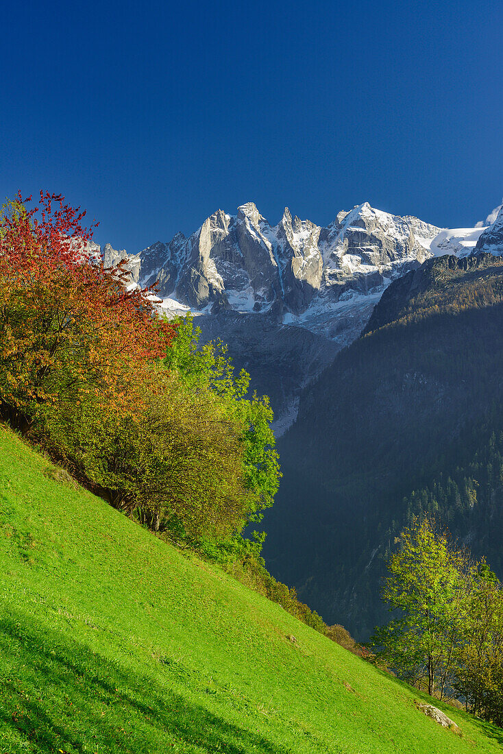 Trees in autumn colours on alpine meadow beneath Bondasca group, Bergell, Grisons, Switzerland