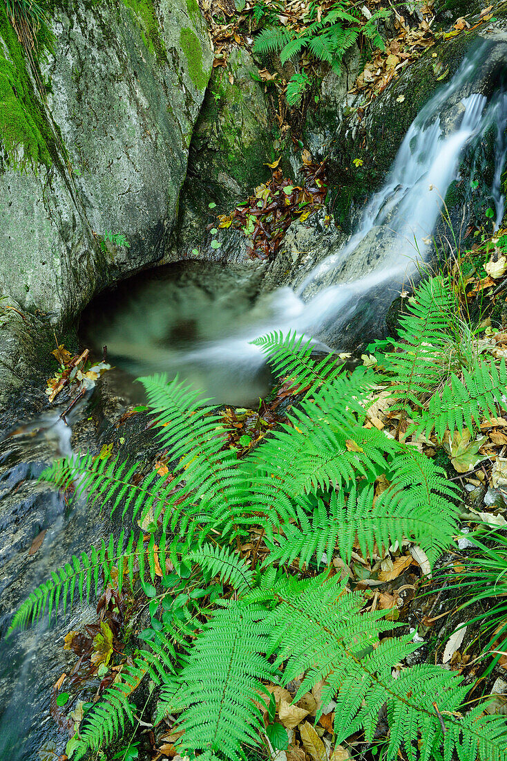 Fern with stream, Ticino, Switzerland