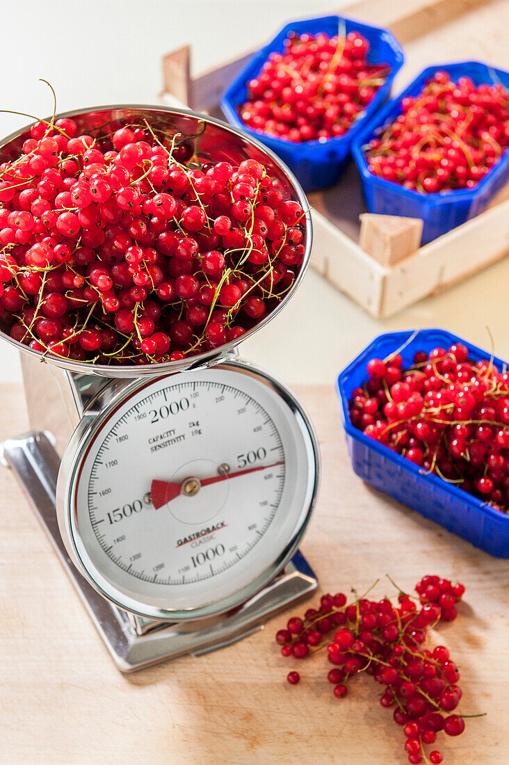 Weighing redcurrants, making jam, Hamburg, Germany