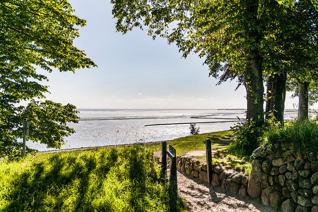 Allee mit Wattenmeer im Hintergrund, Keitum, Sylt, Schleswig-Holstein, Deutschland