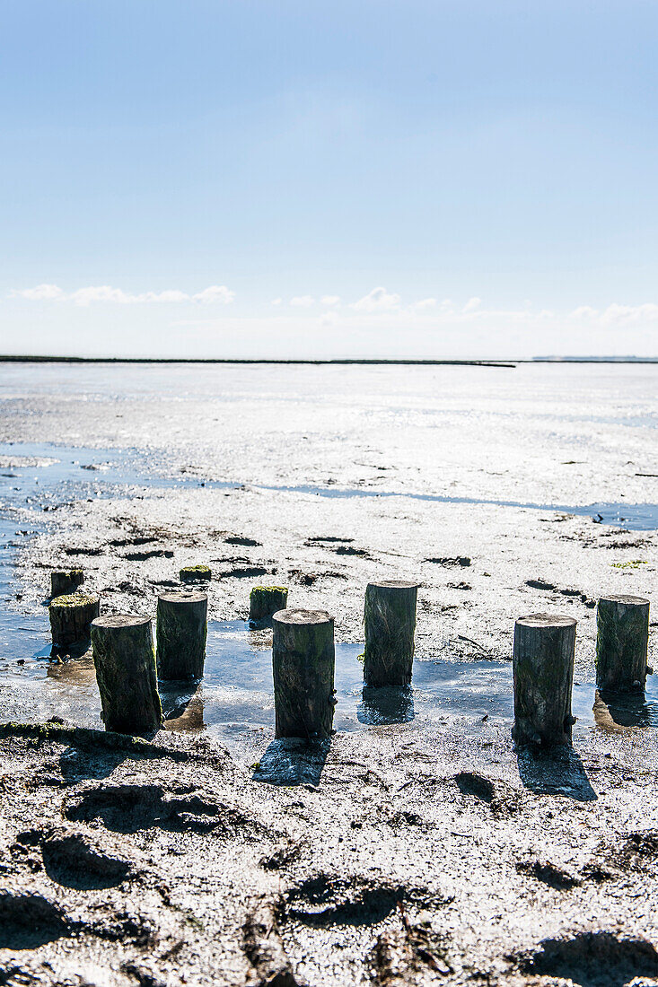 Stakes in the Wadden Sea, Keitum, Sylt, Schleswig-Holstein, Germany