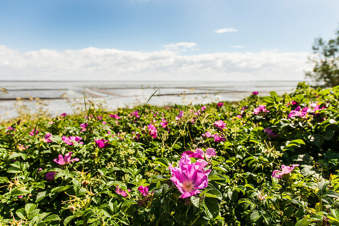 Blooming dog-roses near Wadden Sea, Sylt, Schleswig-Holstein, Germany