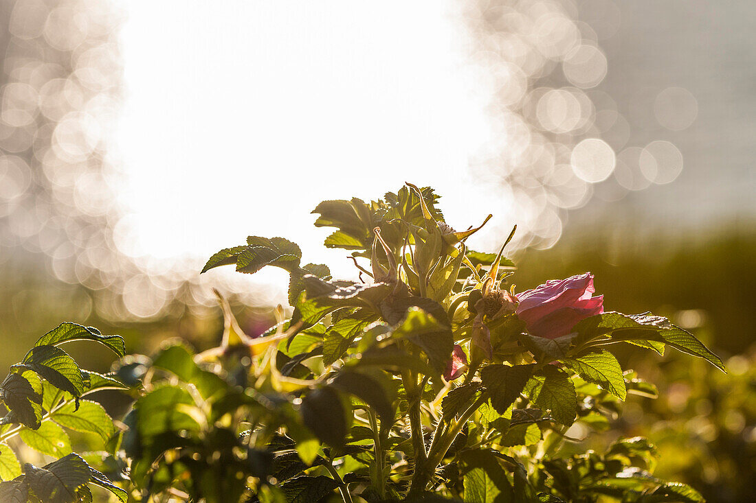 Dog-rose in backlight, Sylt, Schleswig-Holstein, Germany