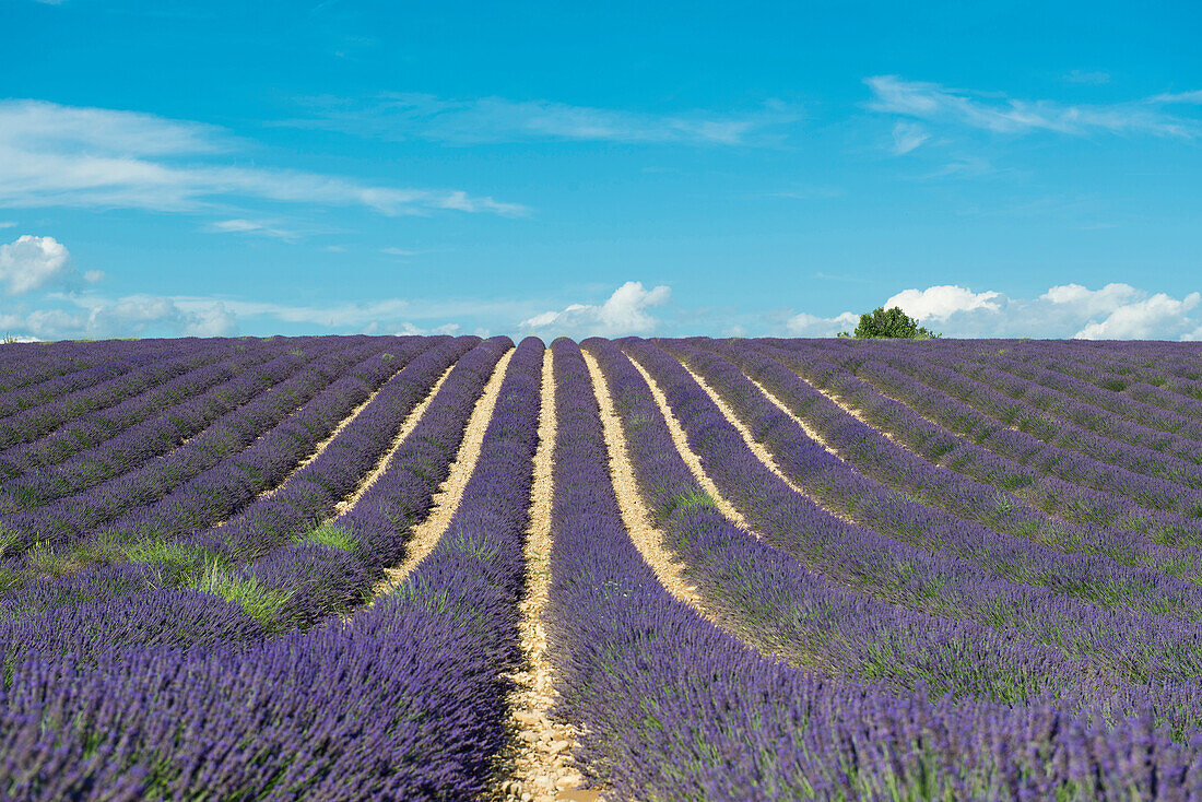 lavender field, near Valensole, Plateau de Valensole, Alpes-de-Haute-Provence department, Provence, France