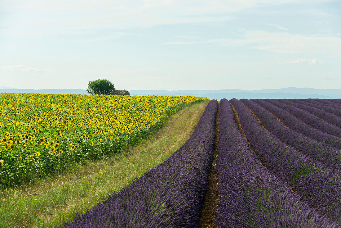 Lavendelfeld und Sonnenblumen, bei Valensole, Plateau de Valensole, Alpes-de-Haute-Provence, Provence, Frankreich