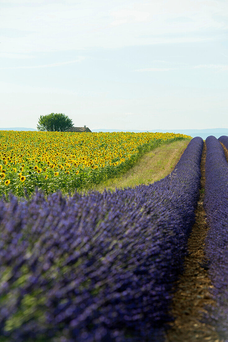 Lavendelfeld und Sonnenblumen, bei Valensole, Plateau de Valensole, Alpes-de-Haute-Provence, Provence, Frankreich