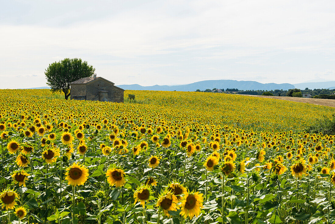 Sonnenblumenfeld, bei Valensole, Plateau de Valensole, Alpes-de-Haute-Provence, Provence, Frankreich