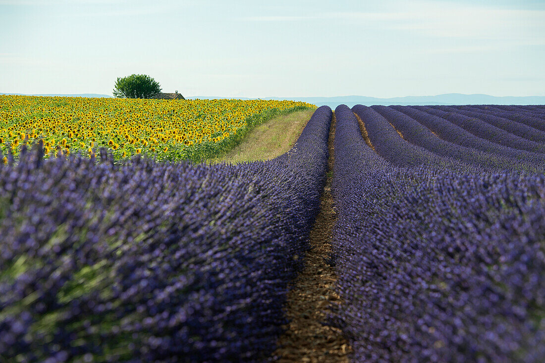 lavender field and sunflowers, near Valensole, Plateau de Valensole, Alpes-de-Haute-Provence department, Provence, France