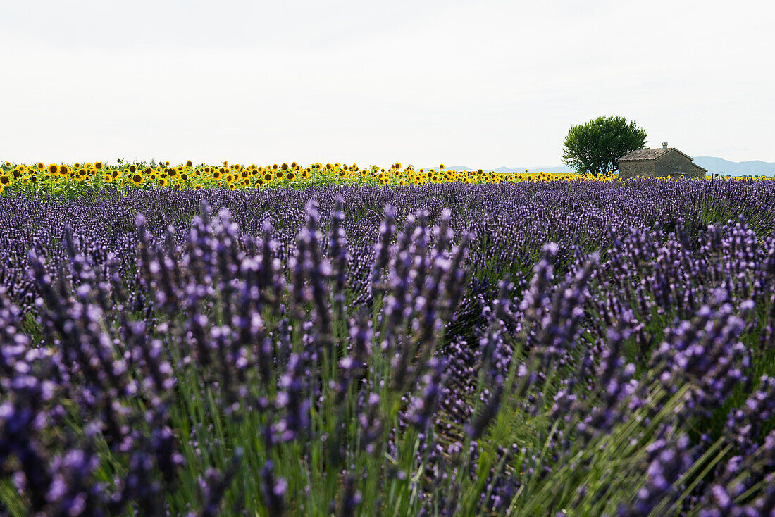 Lavendelfeld und Sonnenblumen, bei Valensole, Plateau de Valensole, Alpes-de-Haute-Provence, Provence, Frankreich