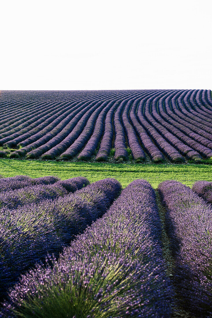 lavender field, near Valensole, Plateau de Valensole, Alpes-de-Haute-Provence department, Provence, France