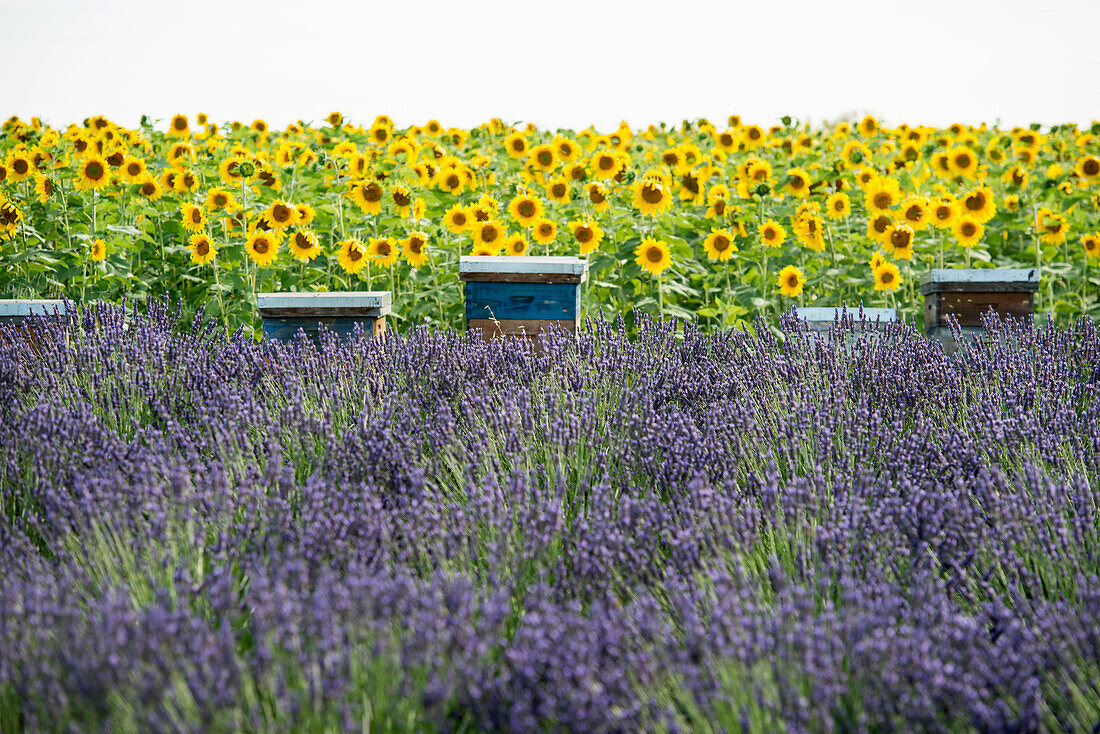 Lavendelfeld und Sonnenblumen und Bienenstöcke, bei Valensole, Plateau de Valensole, Alpes-de-Haute-Provence, Provence, Frankreich