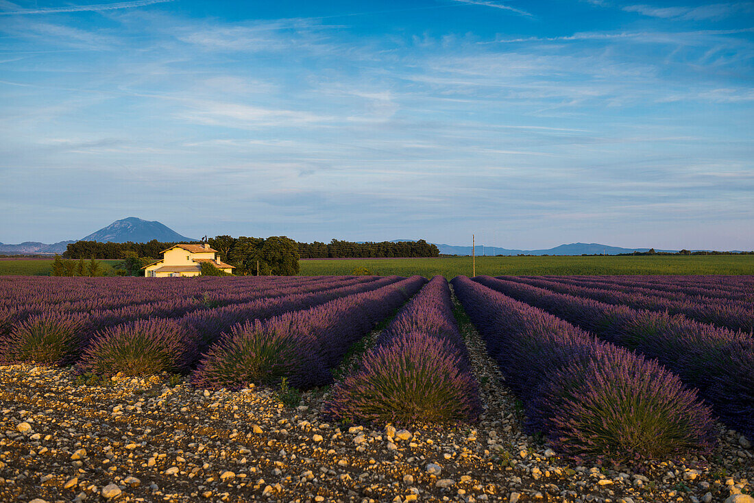 lavender field, near Valensole, Plateau de Valensole, Alpes-de-Haute-Provence department, Provence, France