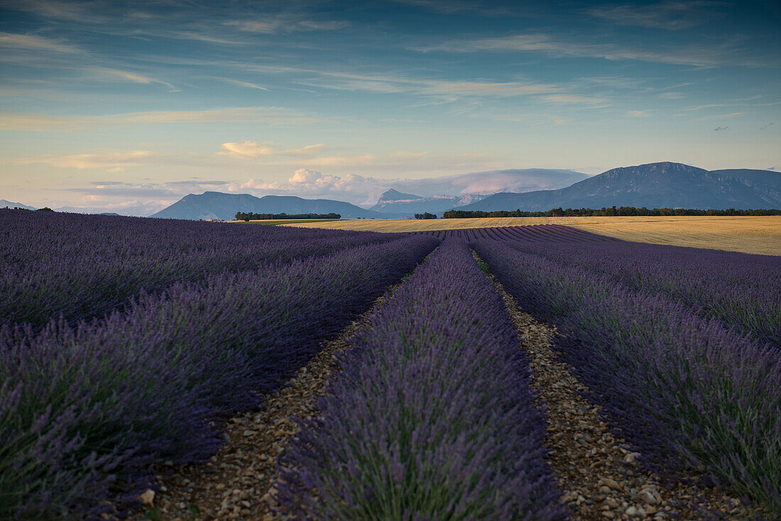 lavender field, near Valensole, Plateau de Valensole, Alpes-de-Haute-Provence department, Provence, France