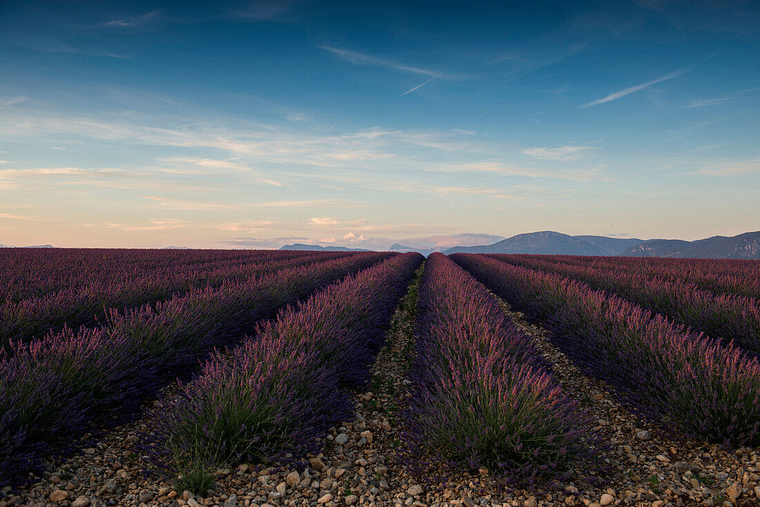 lavender field, near Valensole, Plateau de Valensole, Alpes-de-Haute-Provence department, Provence, France