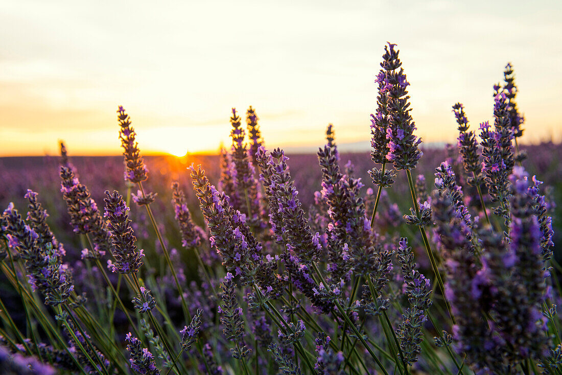 lavender field, near Valensole, Plateau de Valensole, Alpes-de-Haute-Provence department, Provence, France