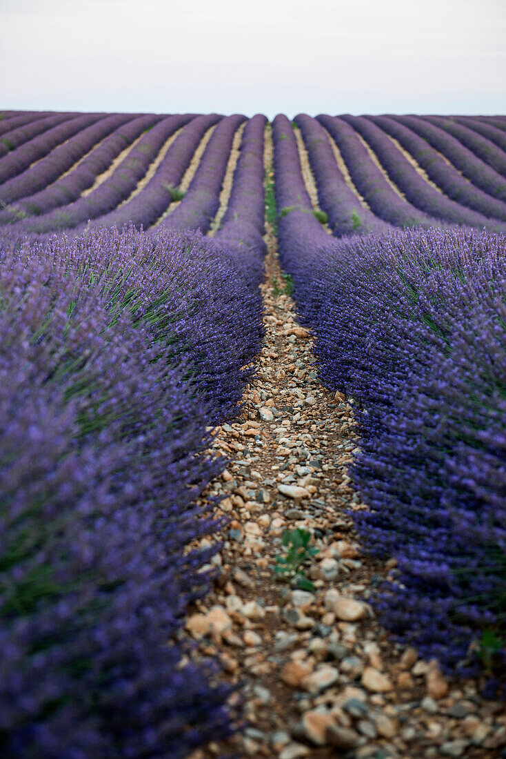 lavender field, near Valensole, Plateau de Valensole, Alpes-de-Haute-Provence department, Provence, France