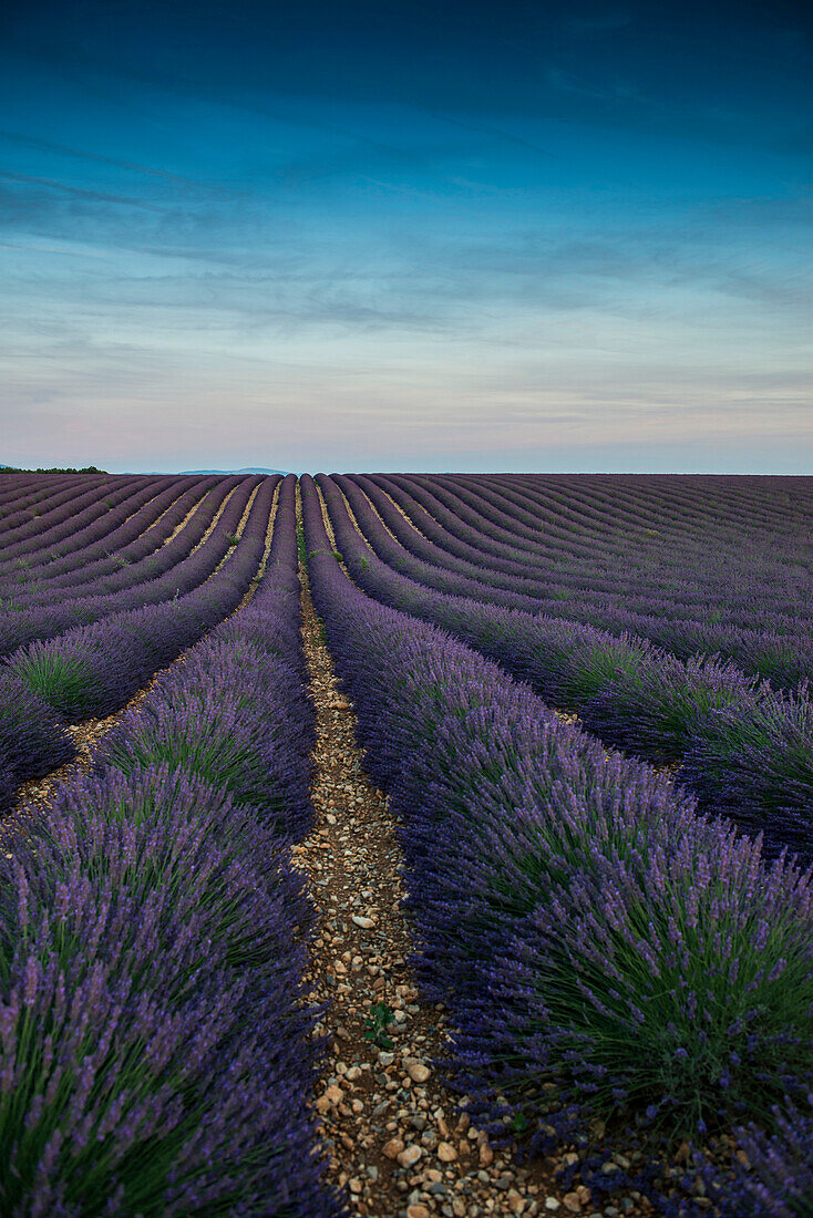 Lavendelfeld, bei Valensole, Plateau de Valensole, Alpes-de-Haute-Provence, Provence, Frankreich