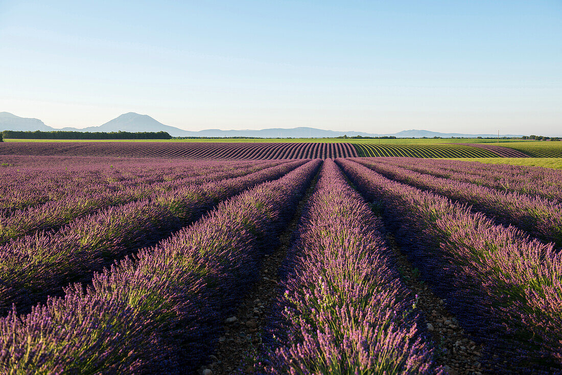 Lavendelfeld, bei Valensole, Plateau de Valensole, Alpes-de-Haute-Provence, Provence, Frankreich