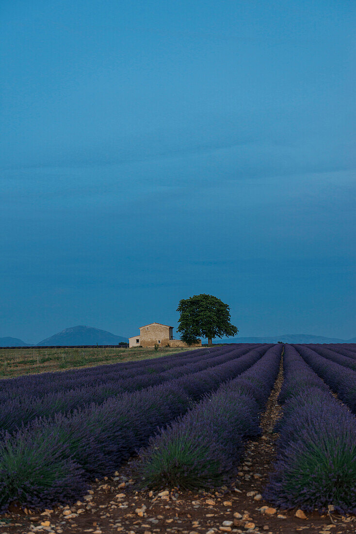 lavender field, near Valensole, Plateau de Valensole, Alpes-de-Haute-Provence department, Provence, France