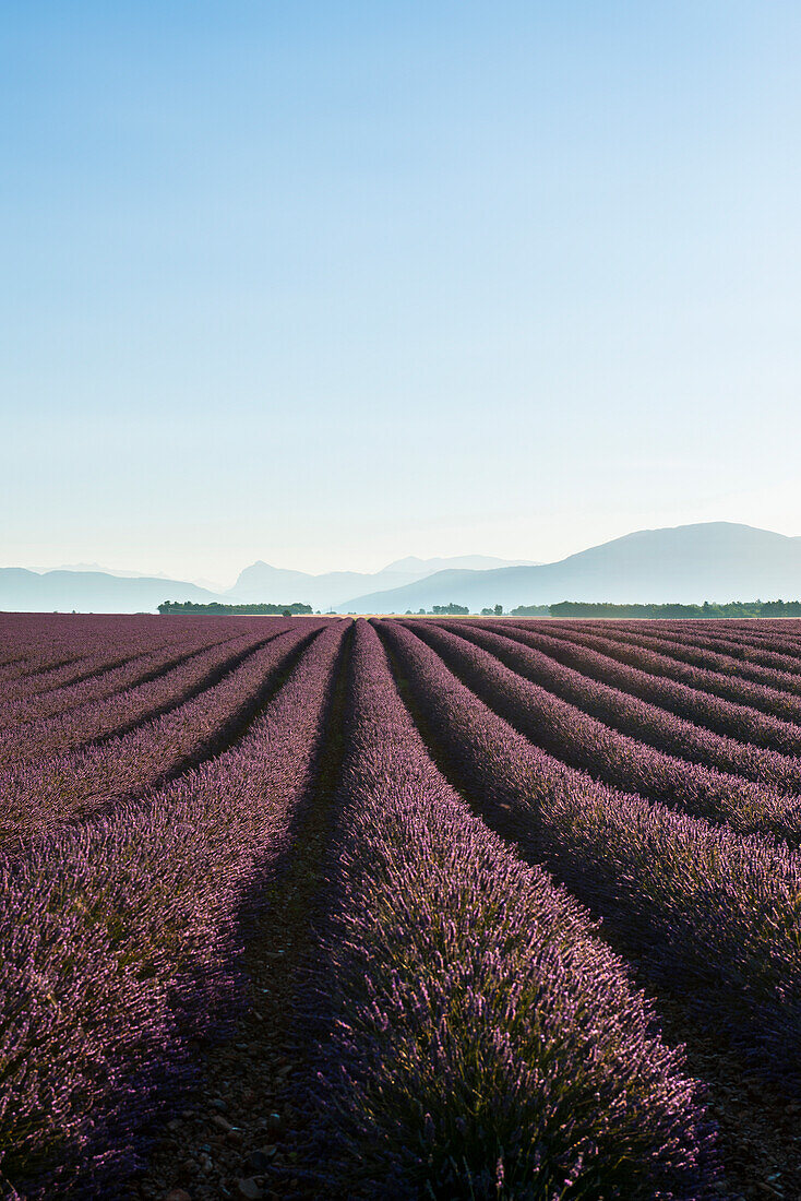 Lavendelfeld, bei Valensole, Plateau de Valensole, Alpes-de-Haute-Provence, Provence, Frankreich