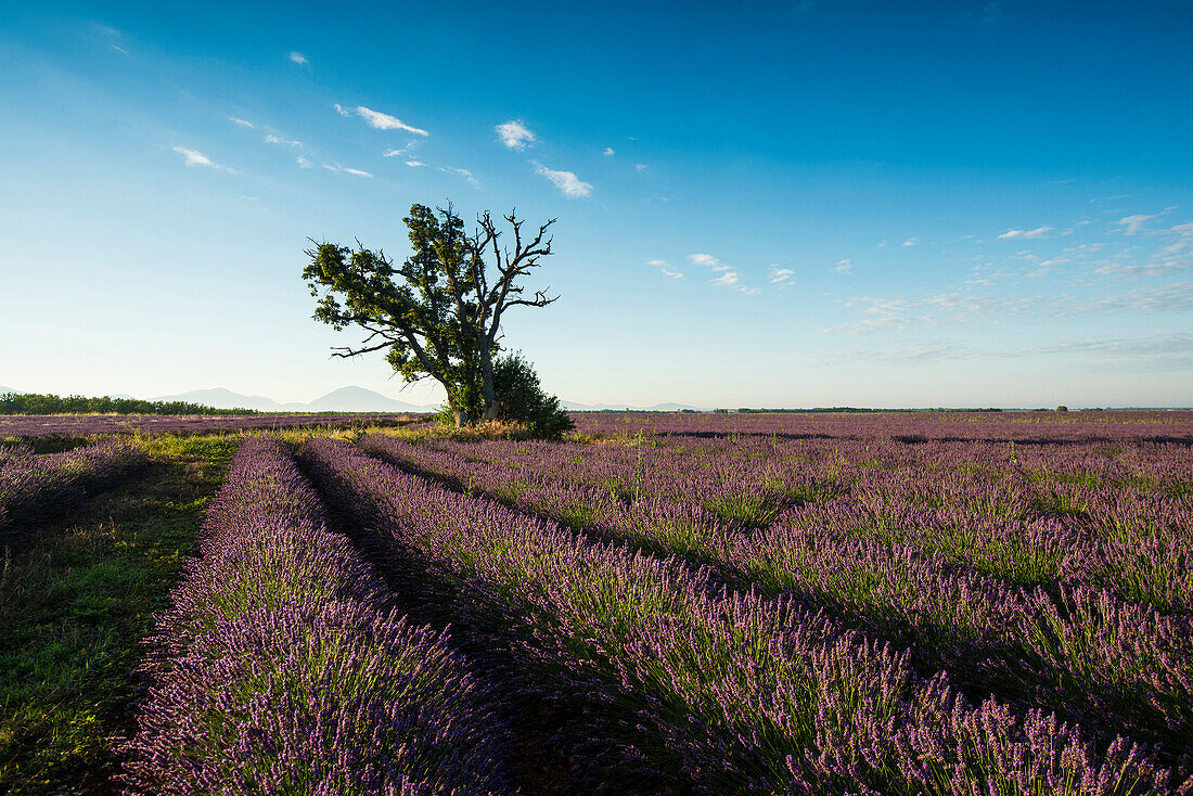 Lavendelfeld, bei Valensole, Plateau de Valensole, Alpes-de-Haute-Provence, Provence, Frankreich