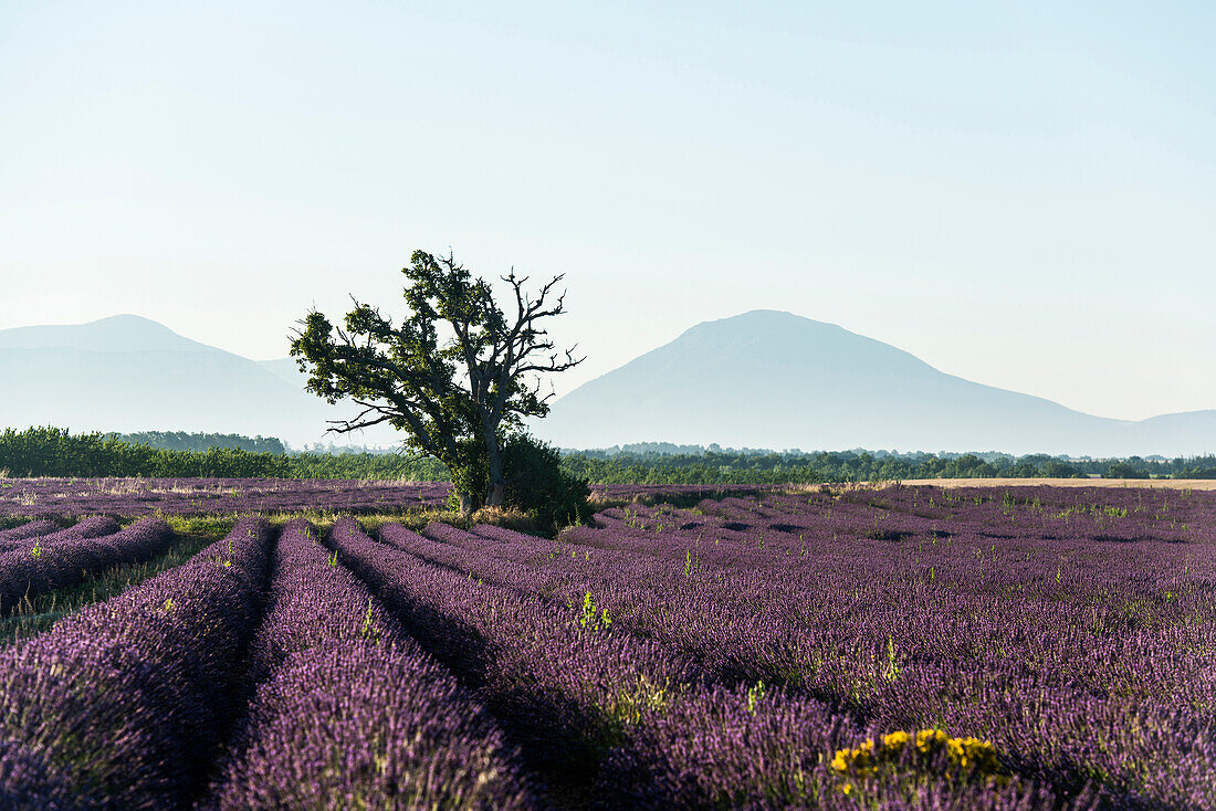 lavender field, near Valensole, Plateau de Valensole, Alpes-de-Haute-Provence department, Provence, France