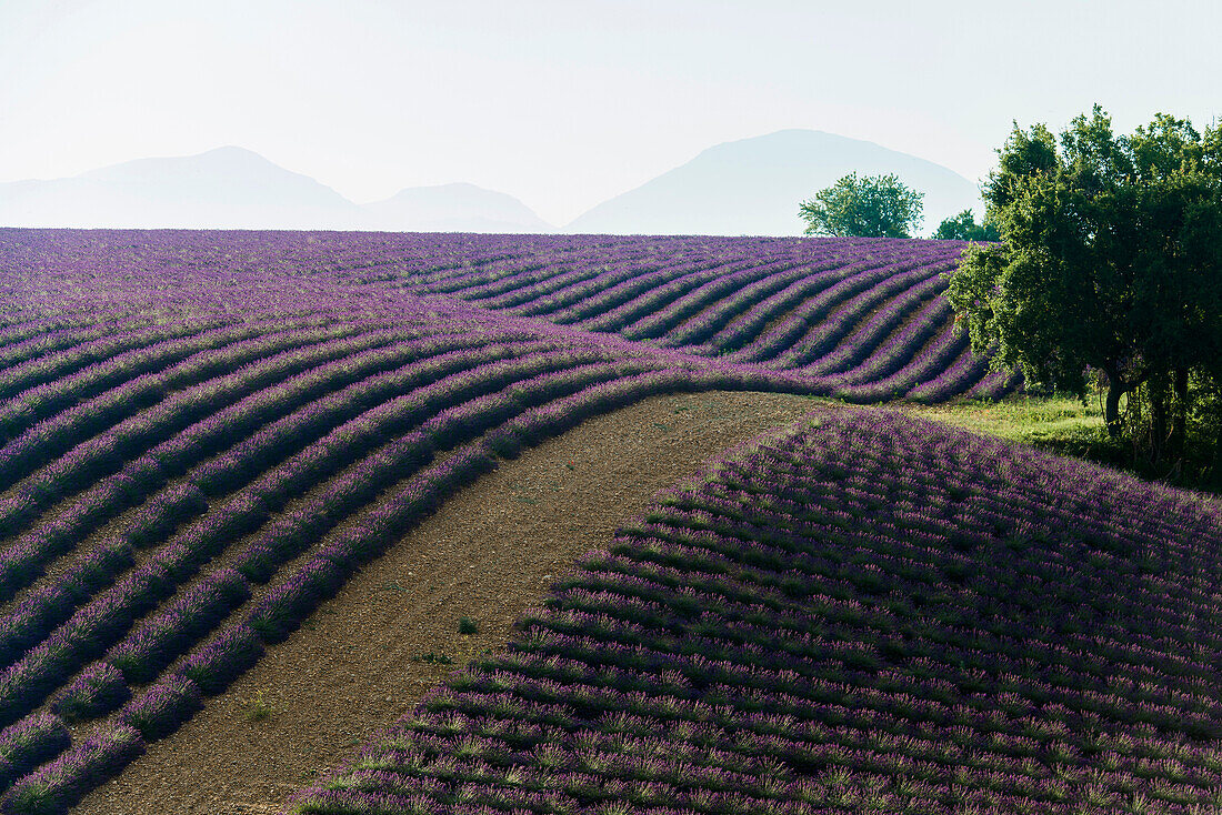 lavender field, near Valensole, Plateau de Valensole, Alpes-de-Haute-Provence department, Provence, France