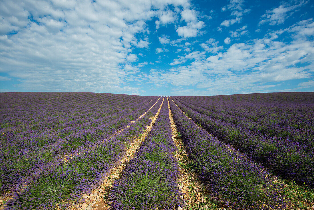 lavender field, near Valensole, Plateau de Valensole, Alpes-de-Haute-Provence department, Provence, France