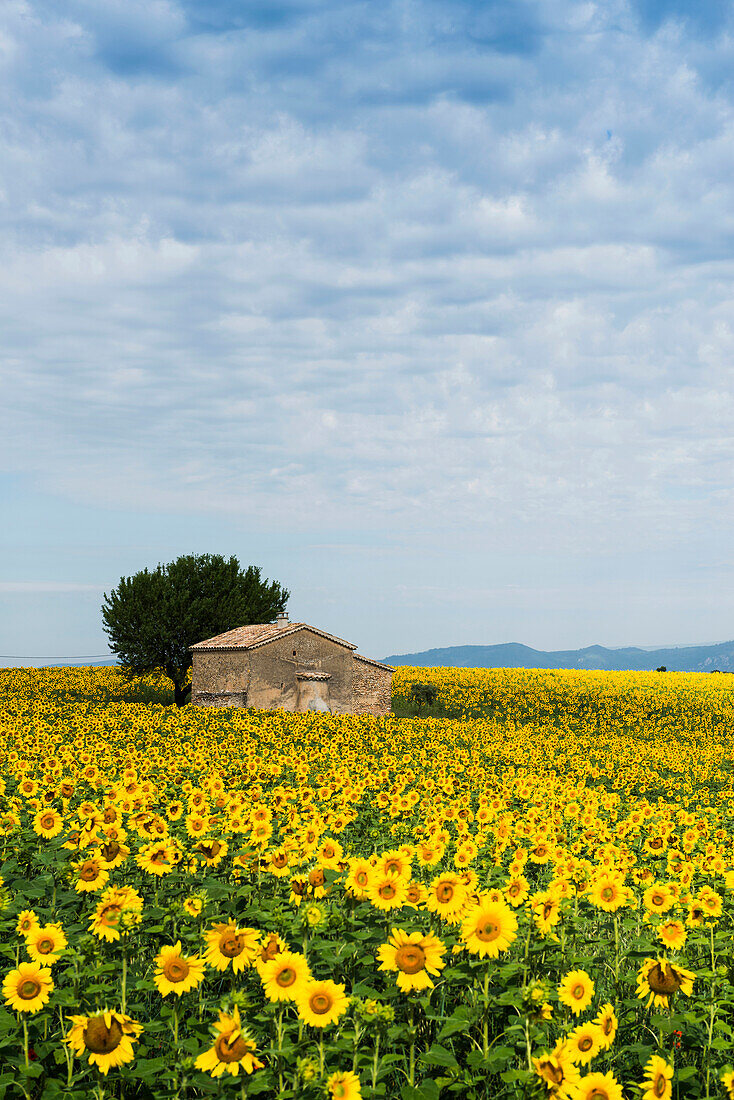 Sunflower field near Valensole, Plateau de Valensole, Alpes-de-Haute-Provence department, Provence, France