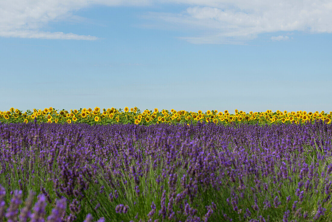 lavender field and sunflowers, near Valensole, Plateau de Valensole, Alpes-de-Haute-Provence department, Provence, France