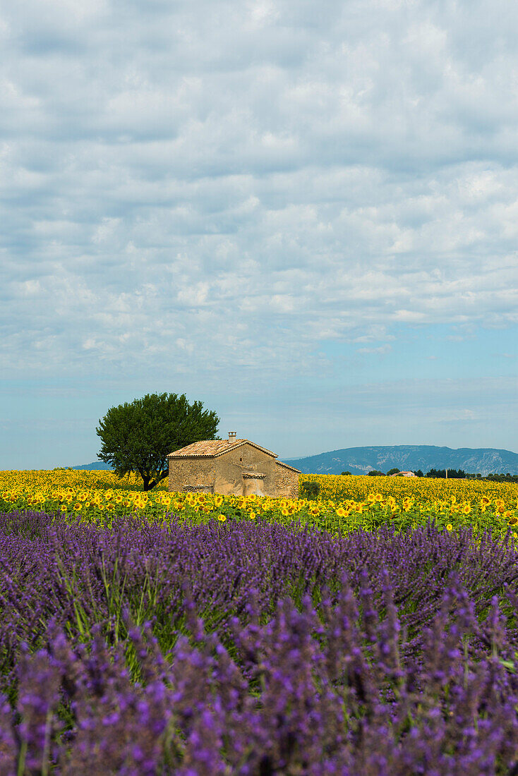 Lavendelfeld und Sonnenblumen, bei Valensole, Plateau de Valensole, Alpes-de-Haute-Provence, Provence, Frankreich