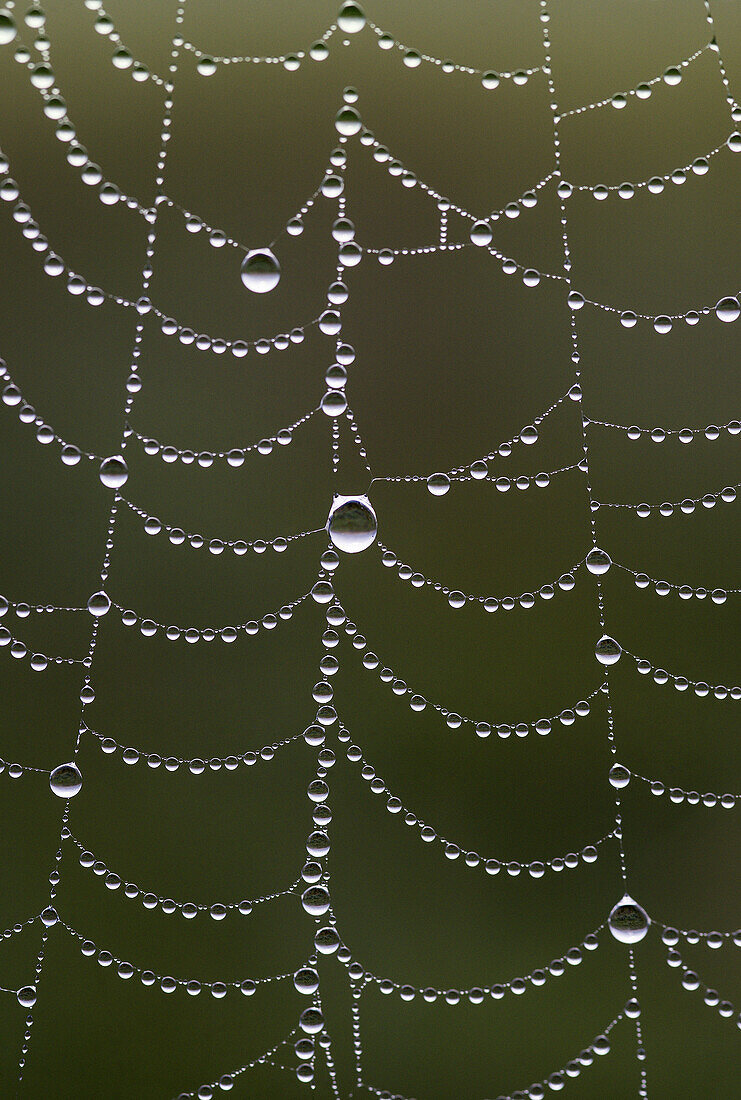 Spider web with morning dew.