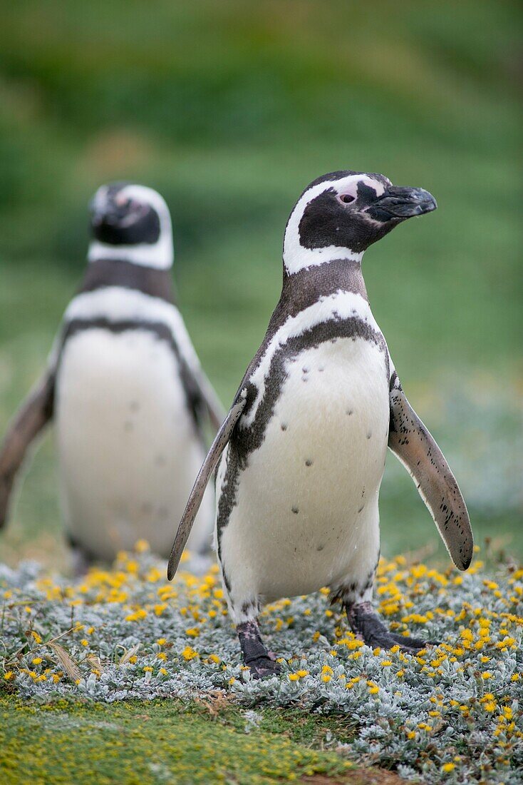 Magellean Penguins, Seno Otway penguin colony Punta Arenas Chile.
