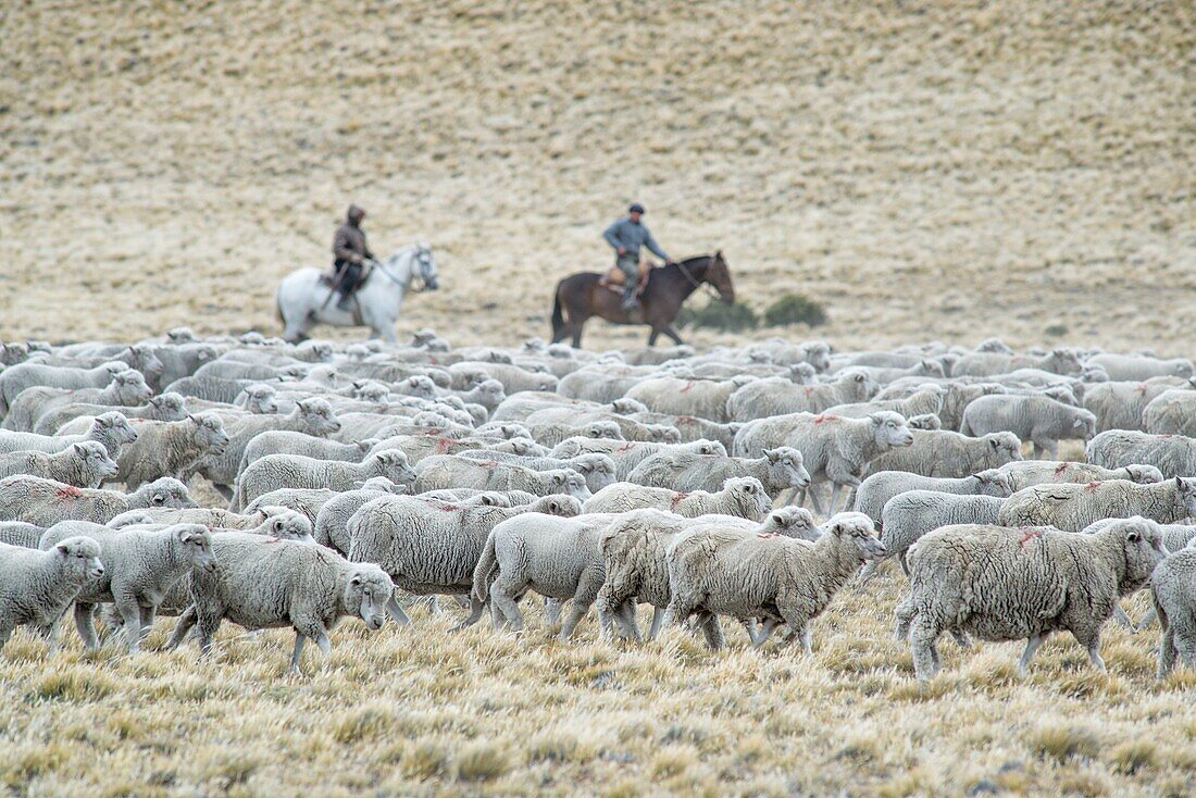 Gauchos on Horseback, Argentina.