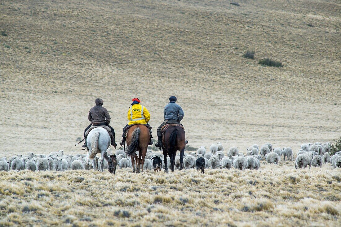 Farmers Herding with Horses, Argentina.