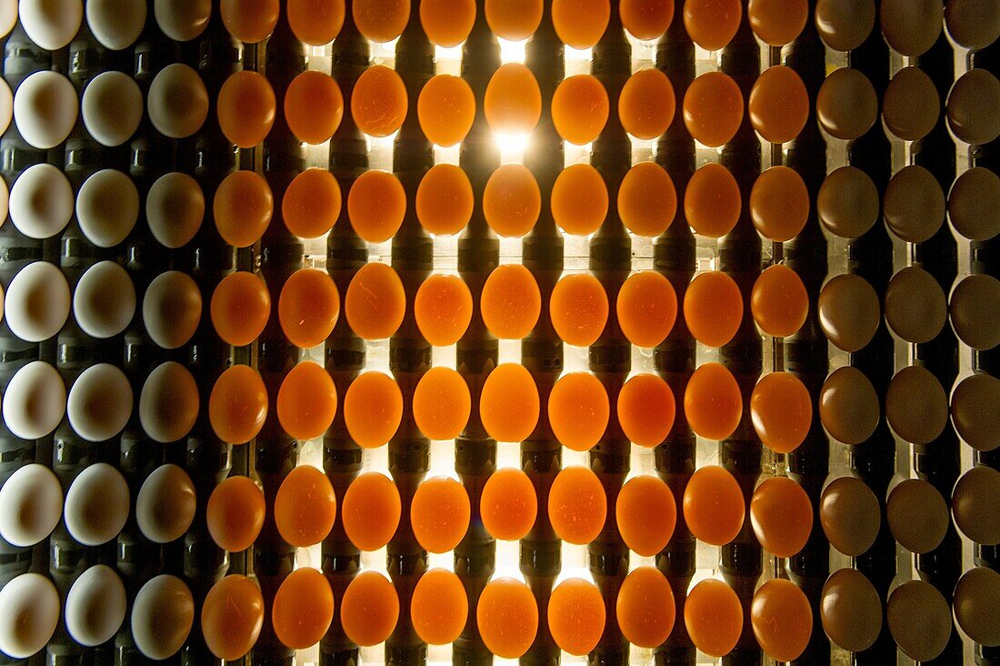 Eggs sorted on a conventional production commercial egg farm, Maryland USA