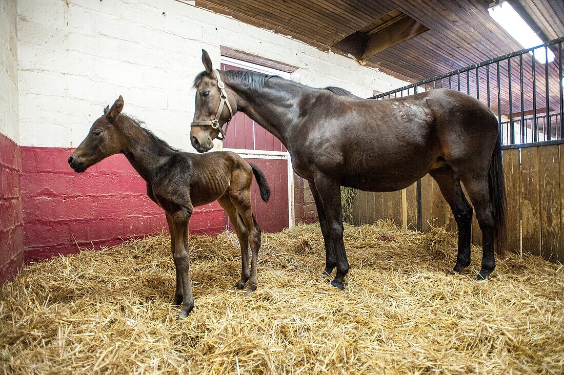 New born foal in stall with mare.