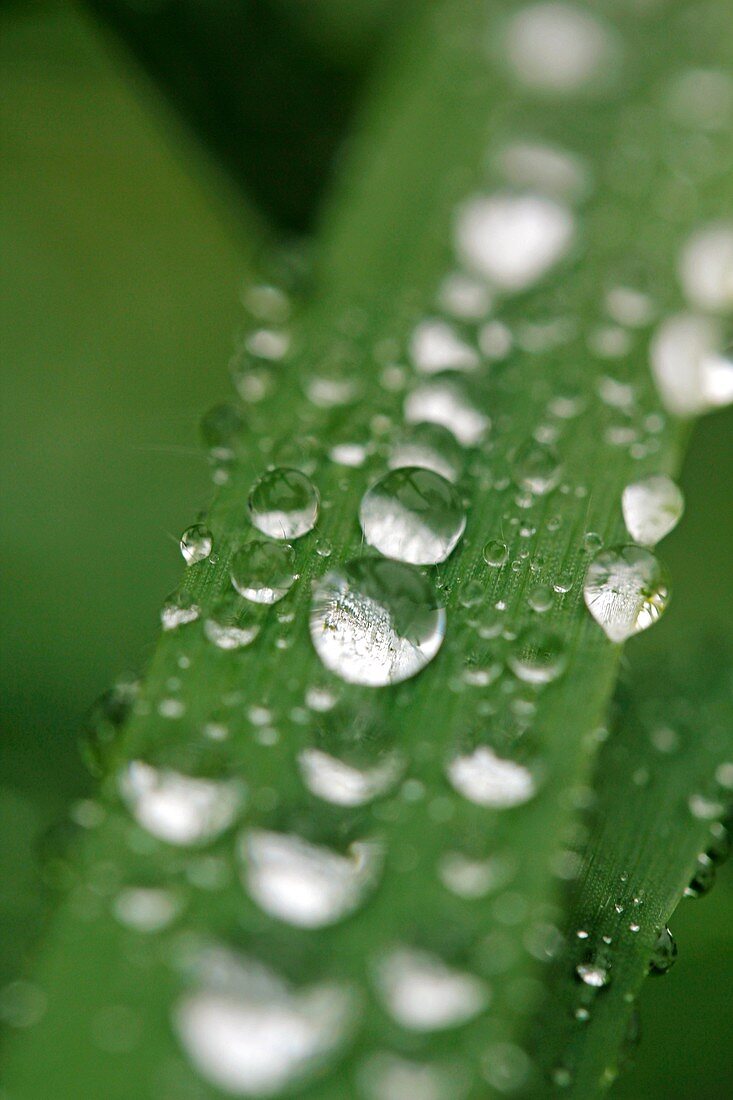 Droplets on leaf of grass.