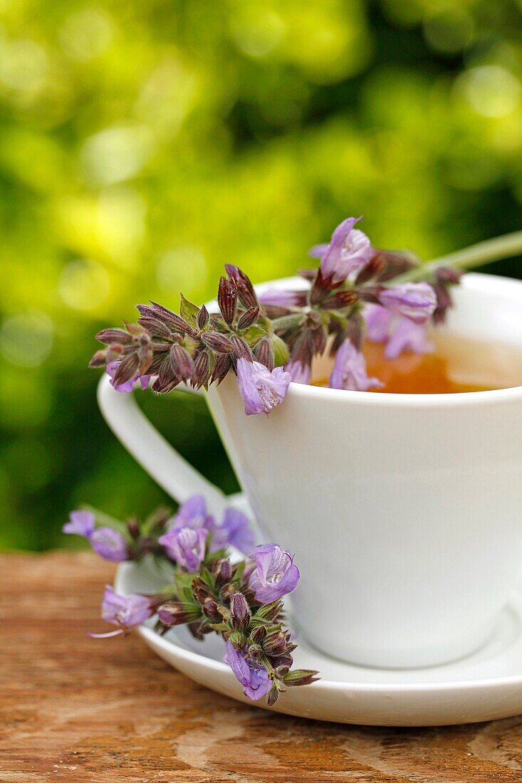 Sage infusion.Salvia officinalis.