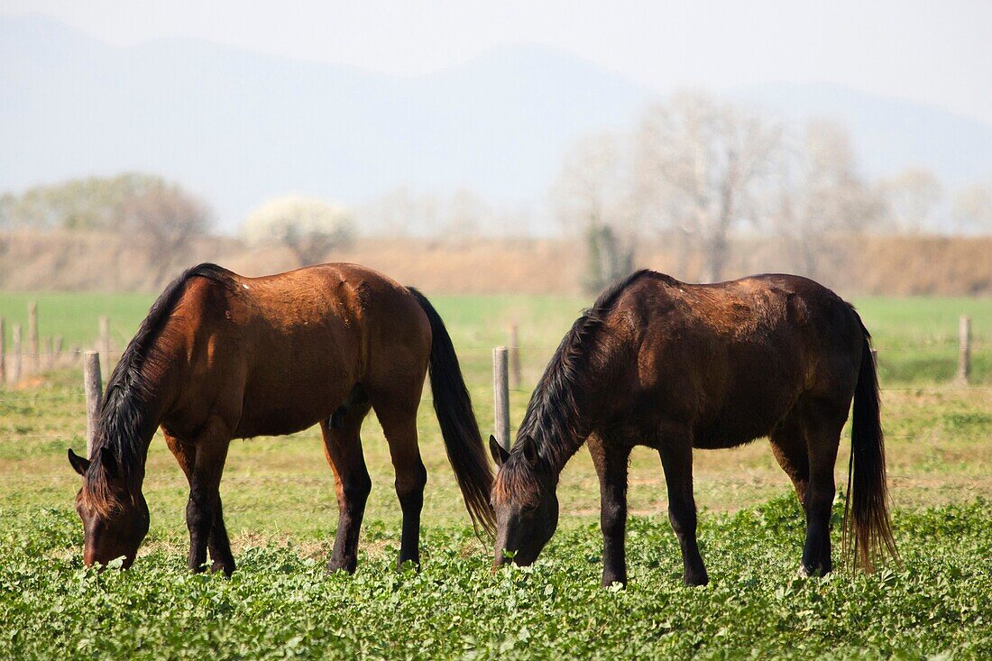 horses, uccellina park, alberese, grosseto province, maremma, tuscany, italy, europe.