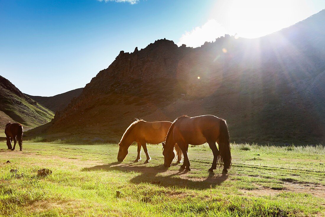 The sun falls off a mountain in the Gobi desert and the last rays of light illuminate the horses.