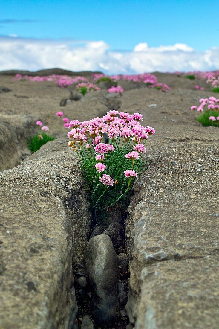 Thrift growing among the rocks on Inis Oirr, Arran Islands, County Galway, Ireland.