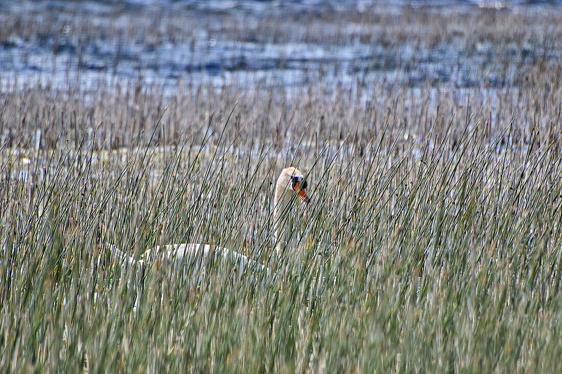 Mute swan among the reeds on Lough Ennell, County Westmeath, Ireland.