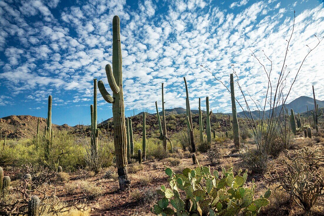 Majestic Saguaro cactus sentinals tower above the colorful Sonoran desert landscape beneath a canopy of white clouds.