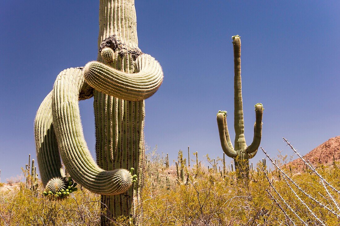 Saguaro cacti assume strange shapes over the many decades of their lives.